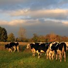 Kühe im Abendlicht