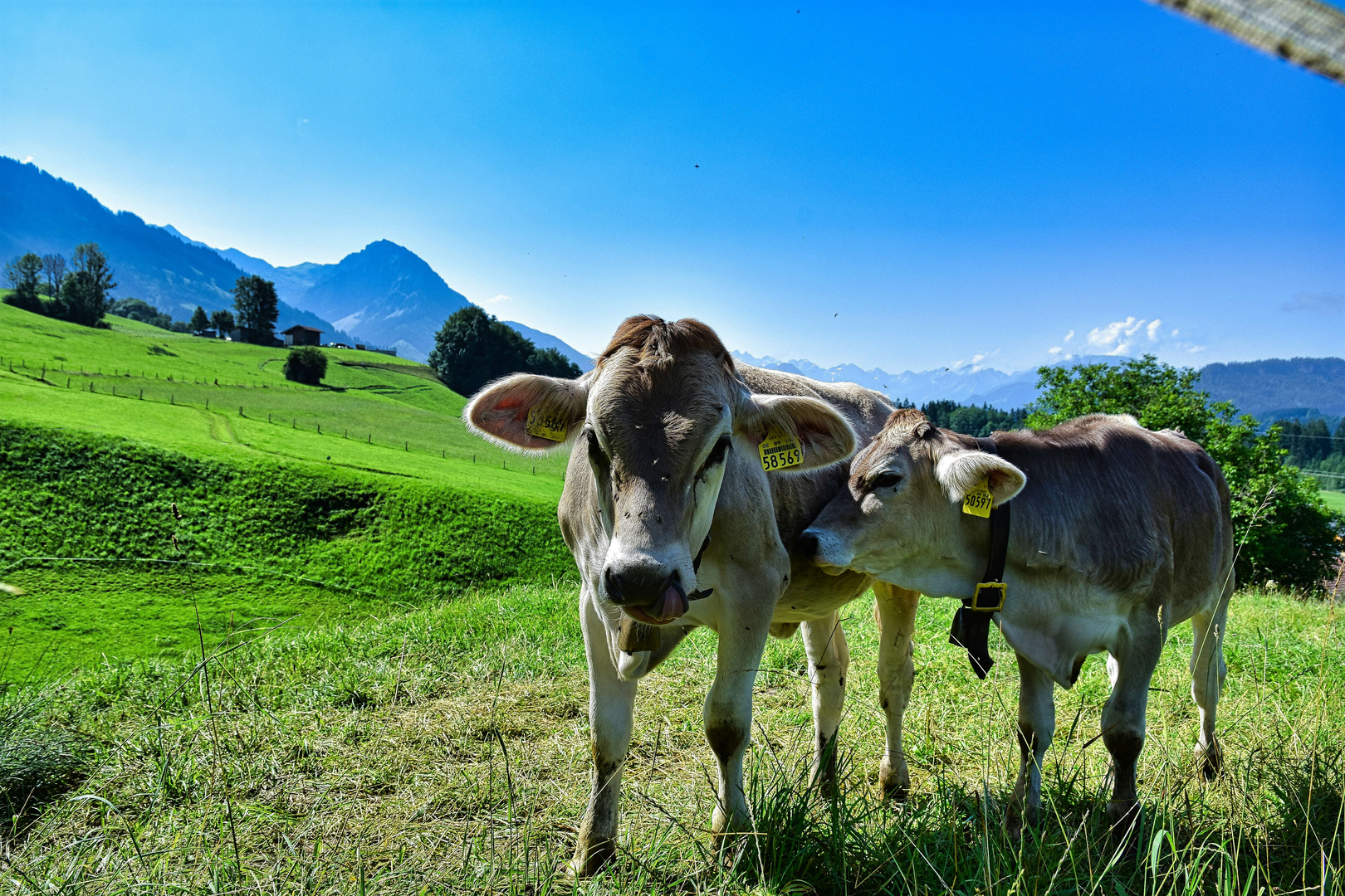 Kühe im Allgäu