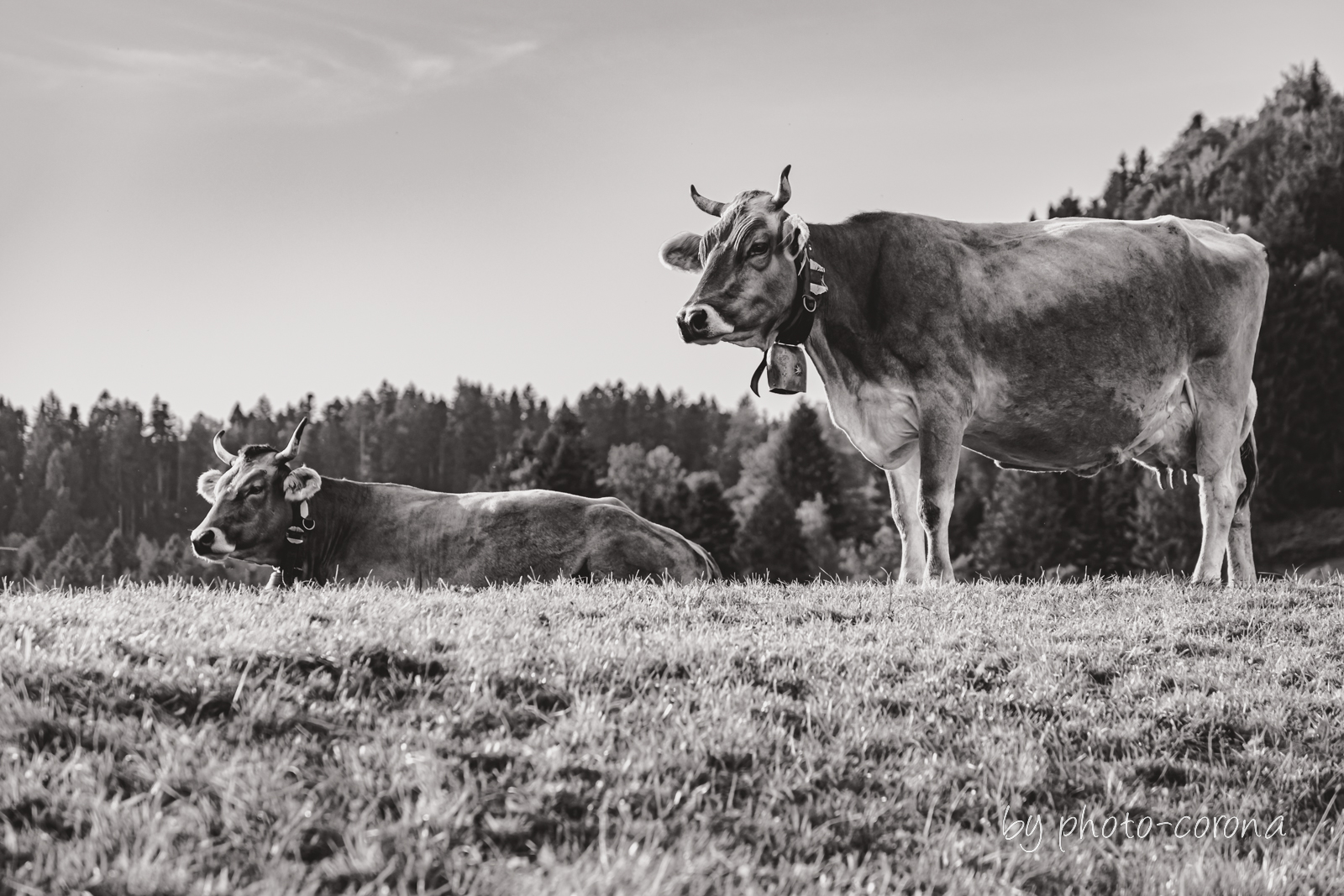 Kühe im Allgäu