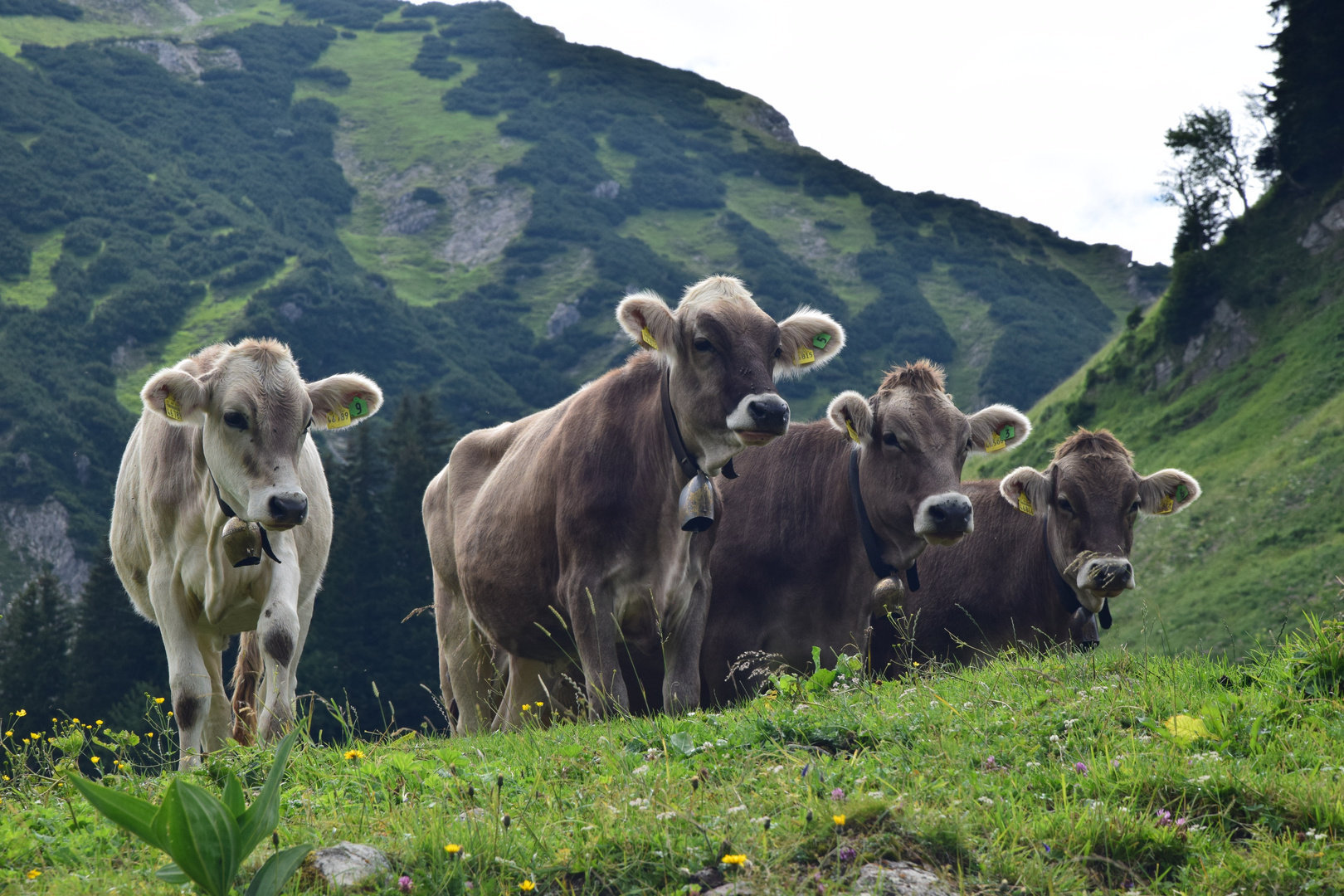 Kühe im Allgäu