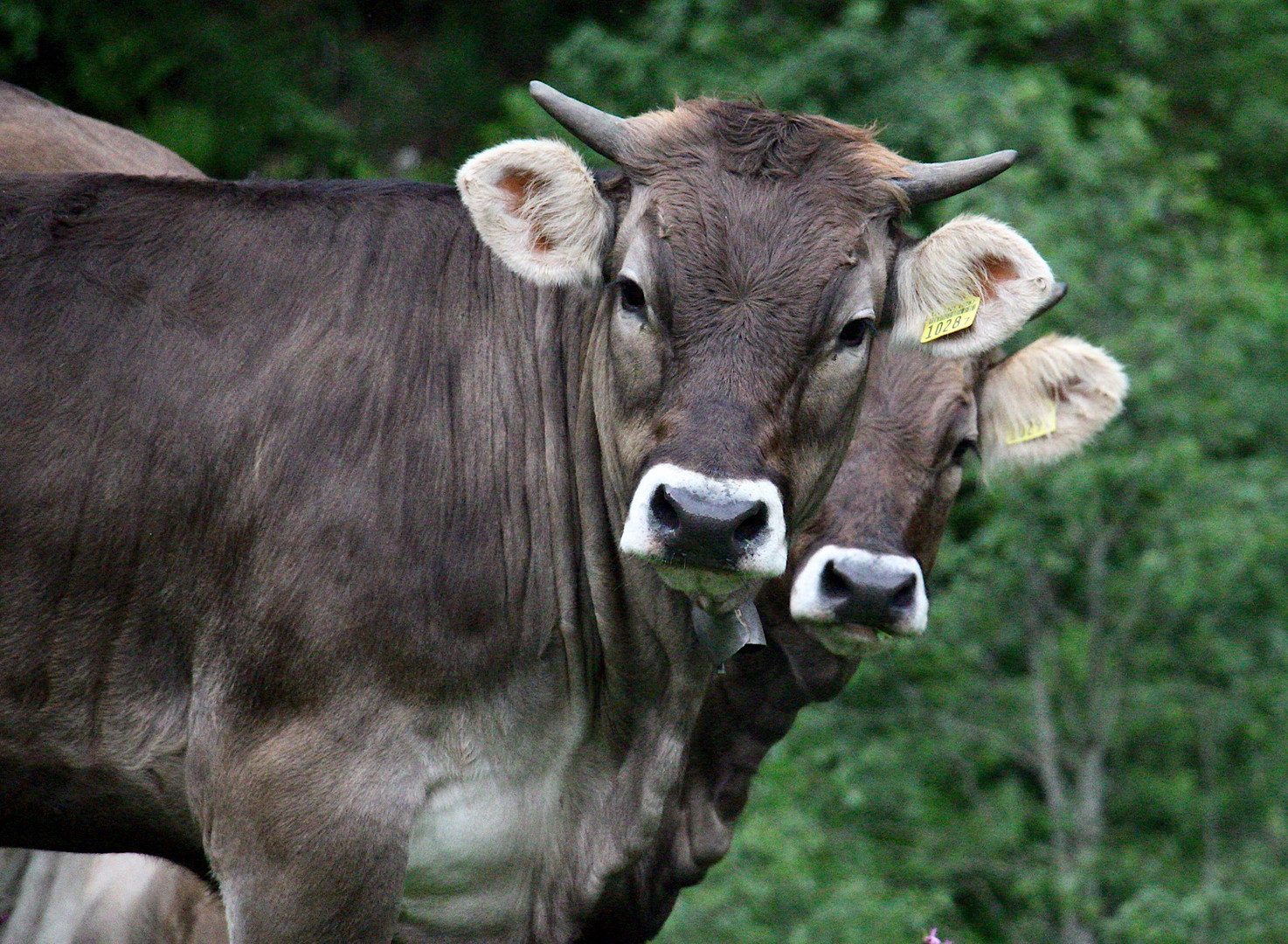 Kühe im Doppelpack