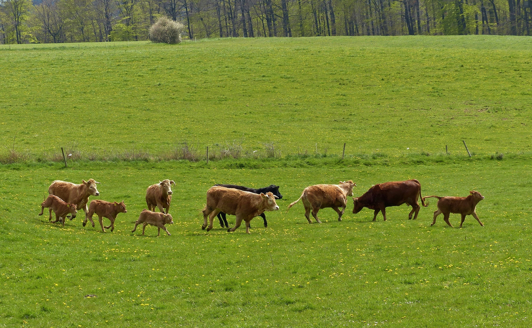 Kühe im Frühjahr zur Weide 