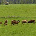 Kühe im Frühjahr zur Weide 