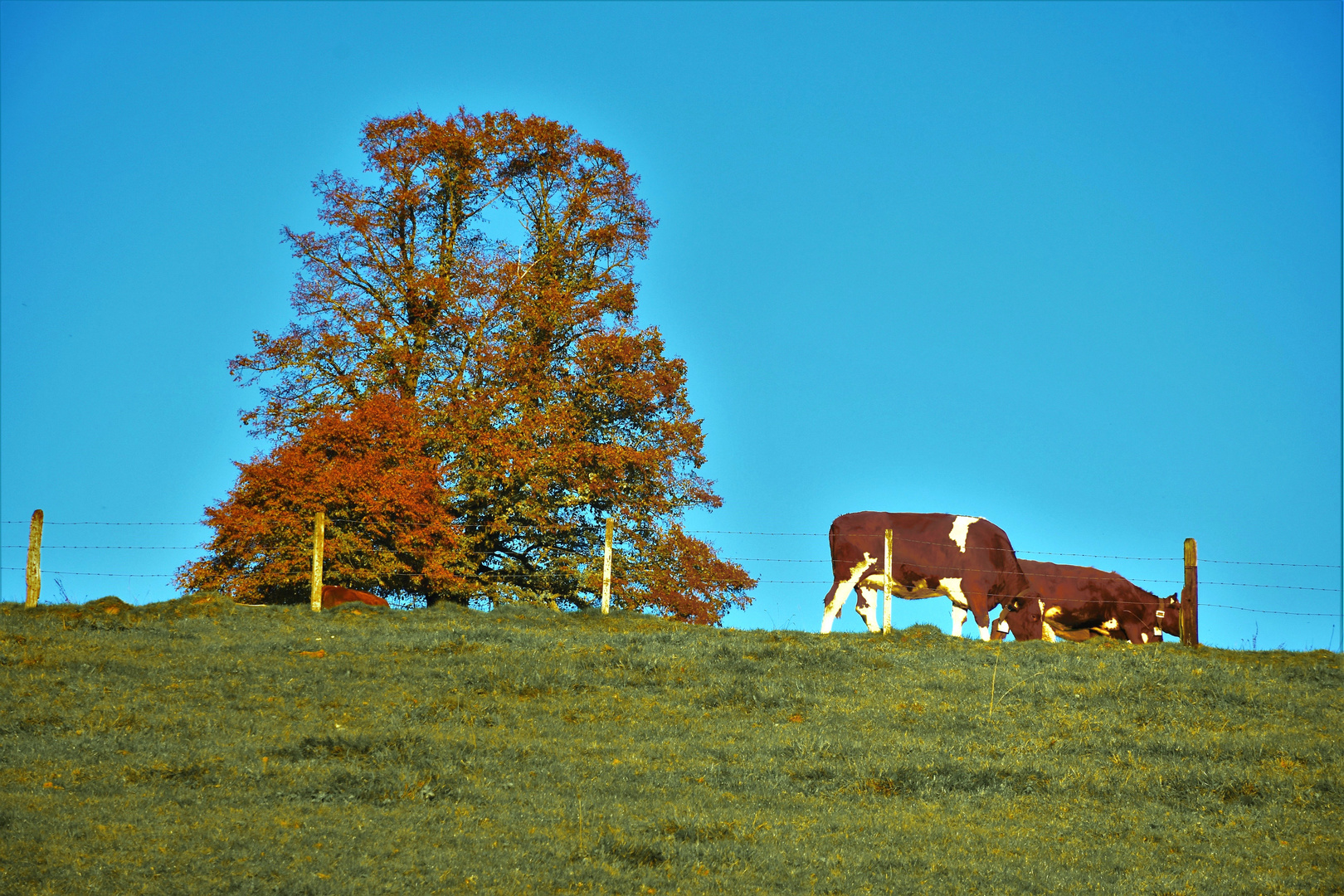 Kühe im Herbst