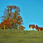 Kühe im Herbst