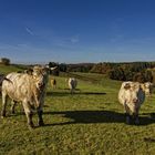 Kühe im Herbst