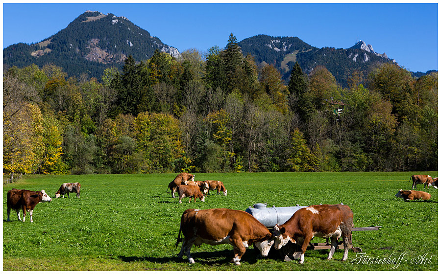 Kühe im Herbst