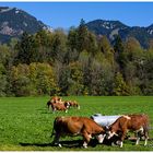 Kühe im Herbst