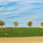 Kühe im Herbst auf der weide