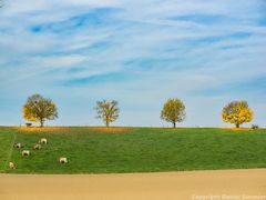 Kühe im Herbst auf der weide