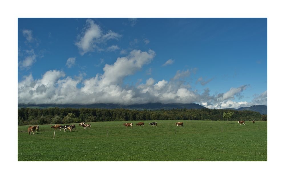 Kühe im Herbstwind