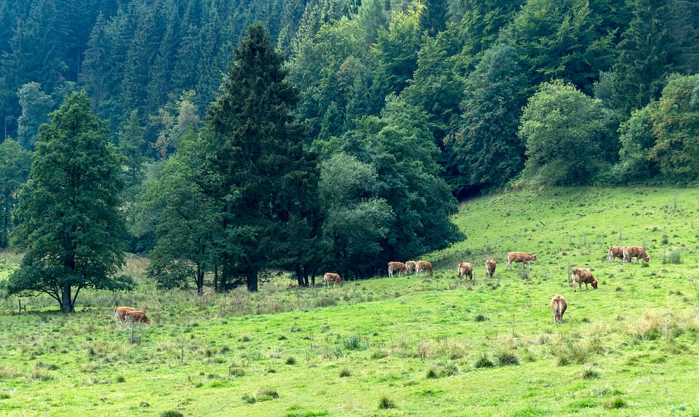 Kühe im Hoppecketal