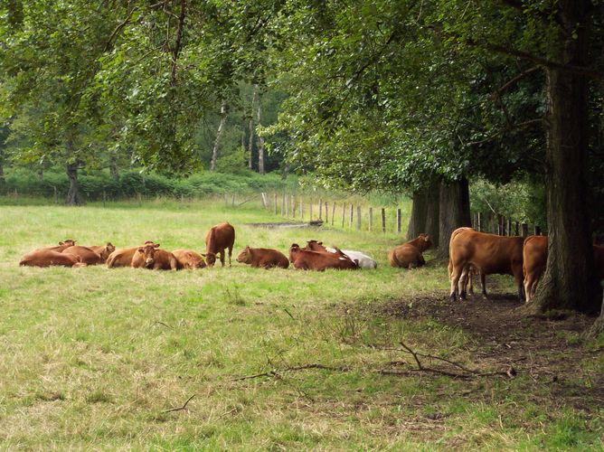 Kühe im Landschaftsschutzgebiet