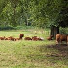 Kühe im Landschaftsschutzgebiet