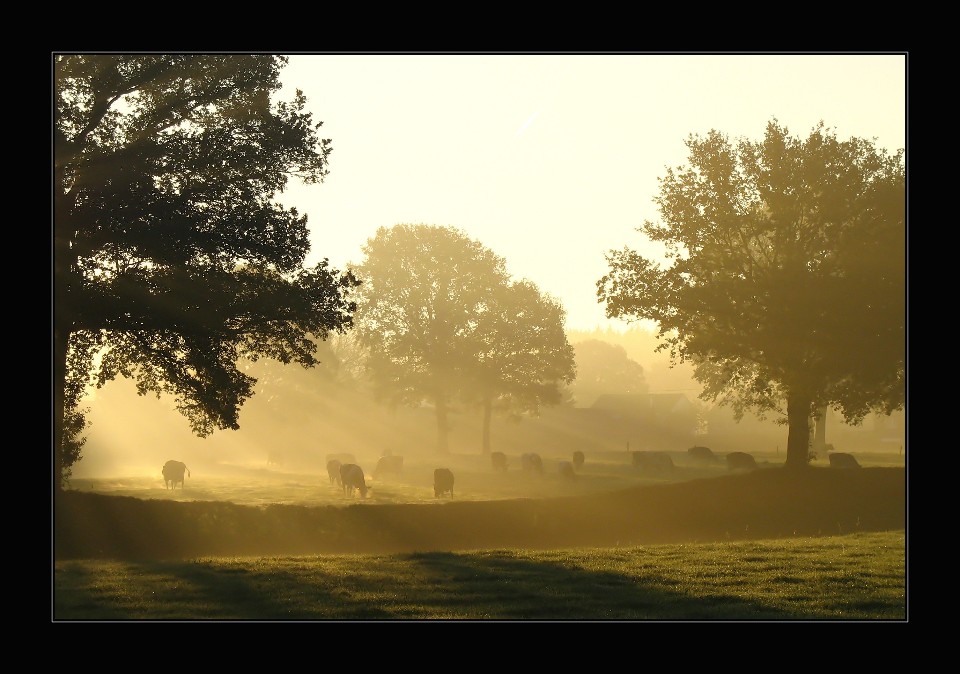 Kühe im Morgendunst