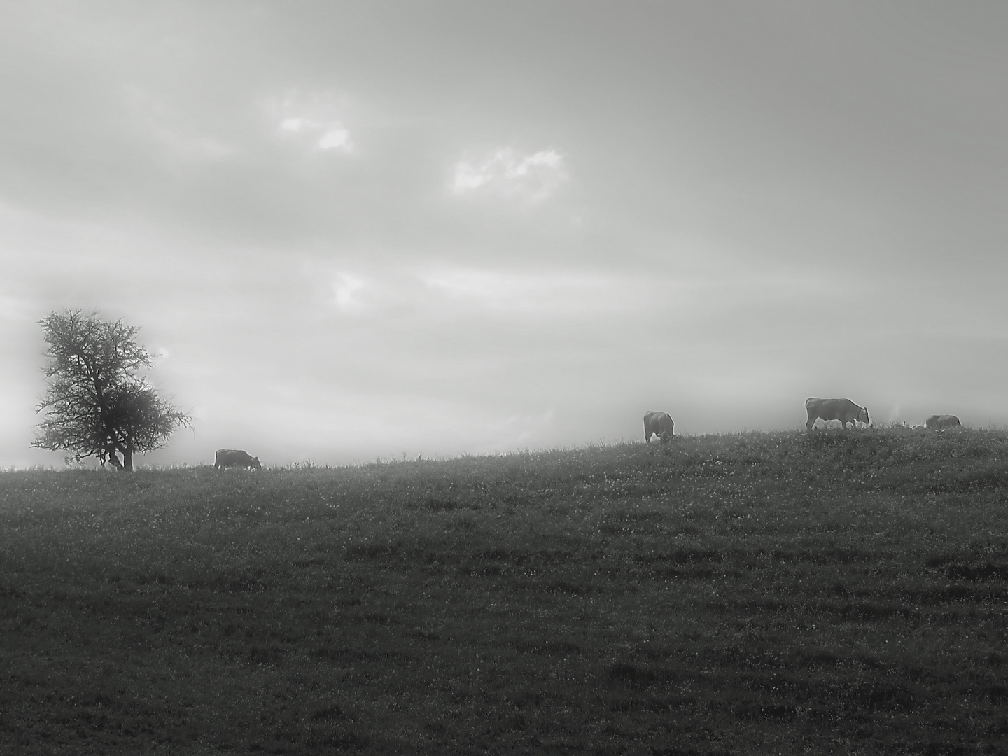 Kühe im Morgennebel