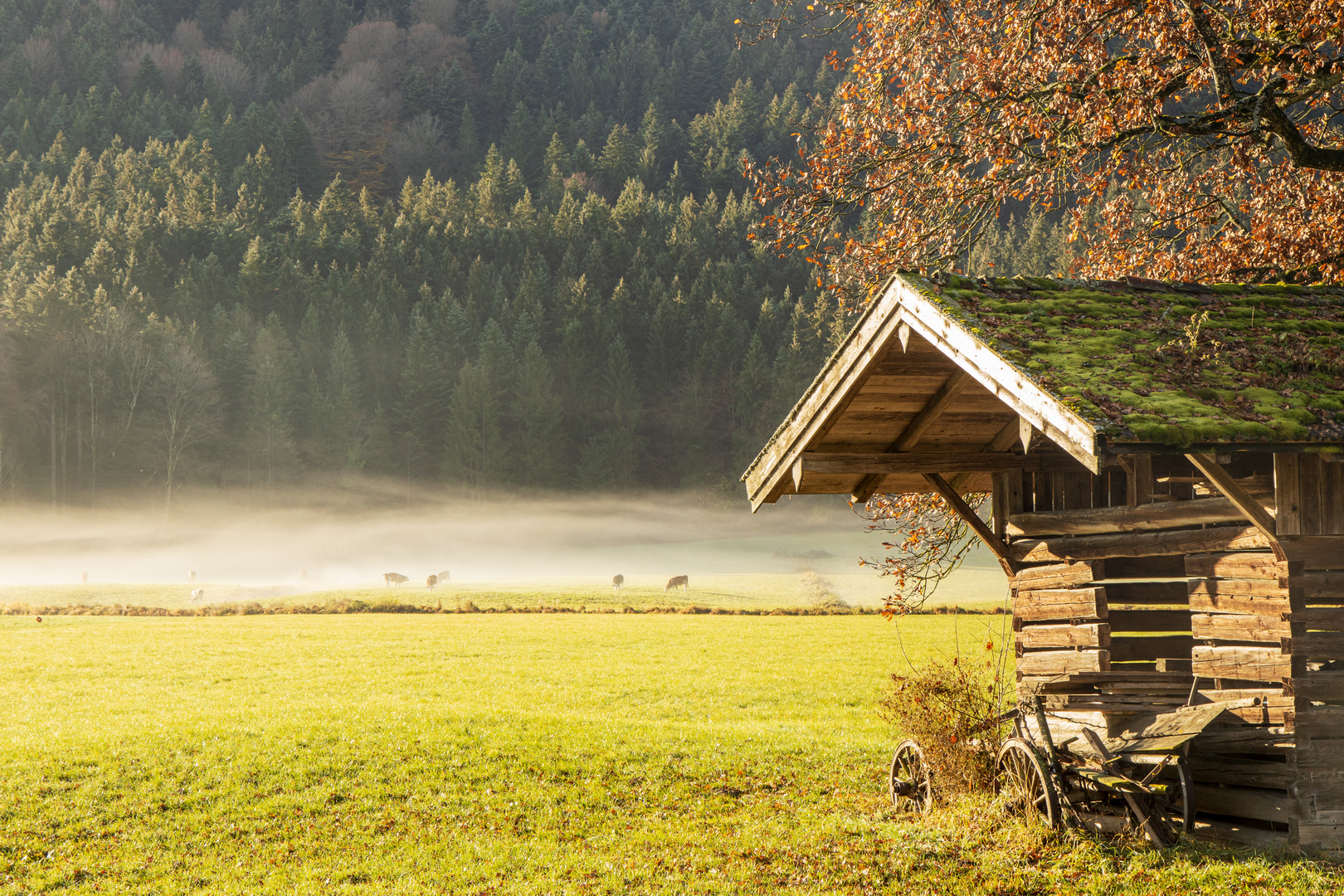 Kühe im Morgennebel