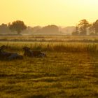 Kühe im Morgenrot