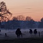 Kühe im Nebel