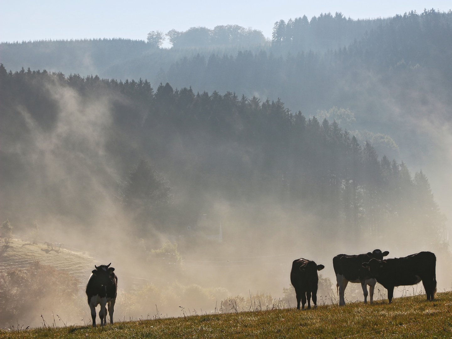 Kühe im Nebel (2016_10_16_EOS 100D_1326_ji)