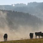 Kühe im Nebel (2016_10_16_EOS 100D_1326_ji)