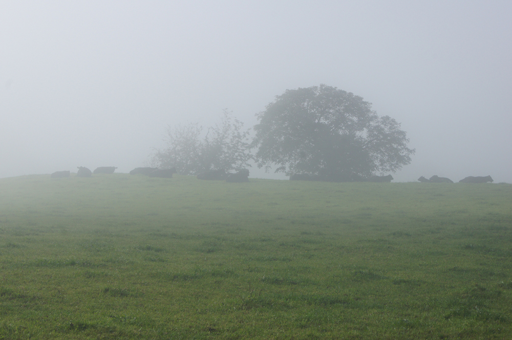 Kühe im Nebel