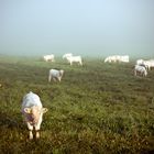 Kühe im Nebel