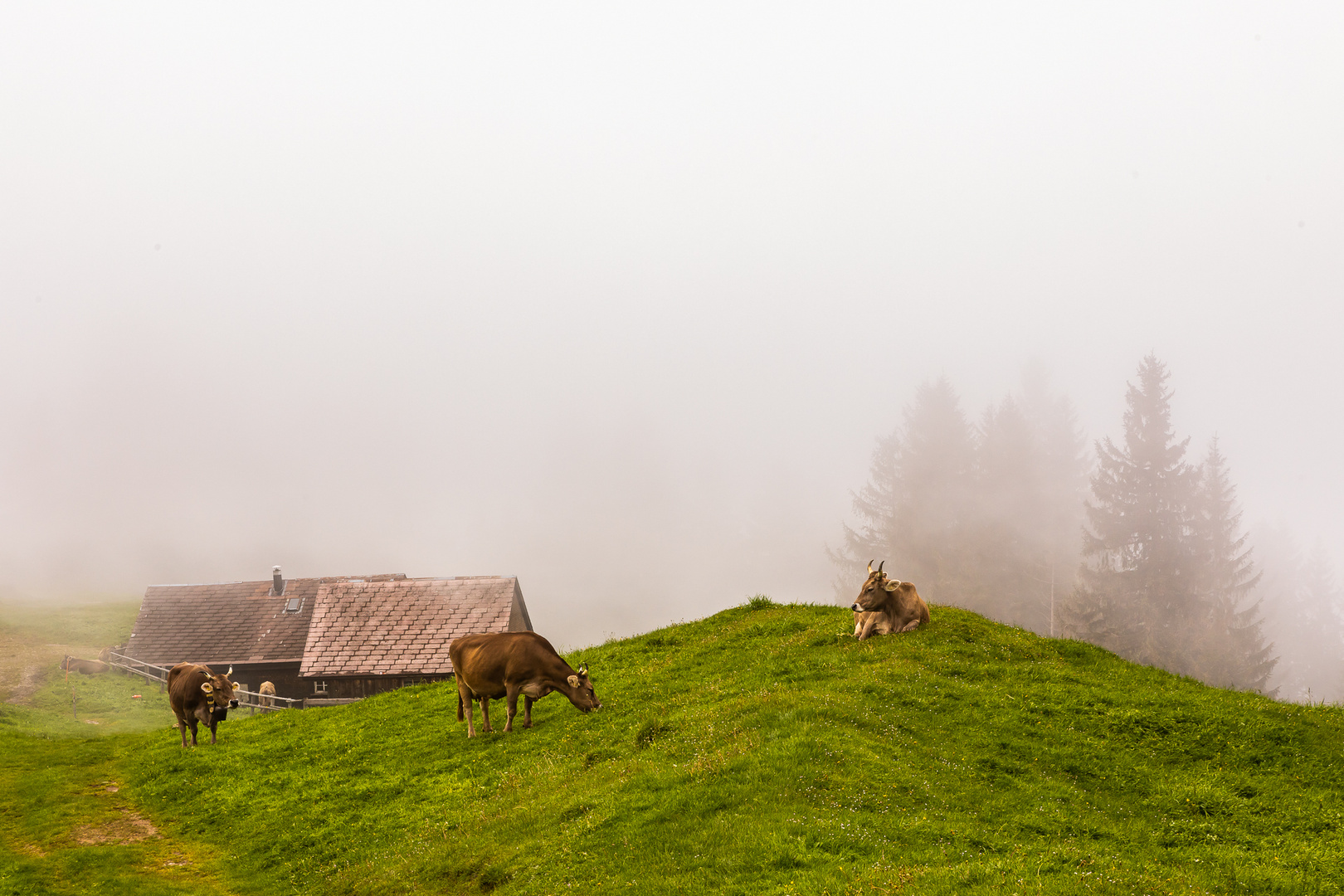 Kühe im Nebel