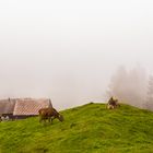 Kühe im Nebel