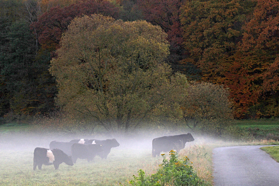 Kühe im Nebel