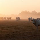 Kühe im Nebel