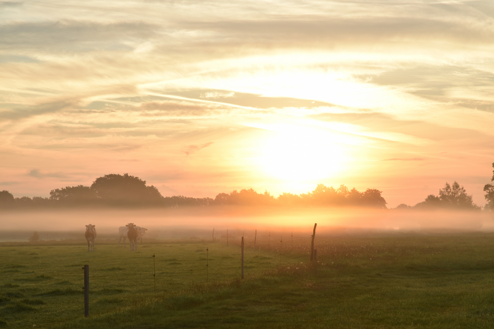 Kühe im Nebel