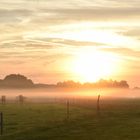 Kühe im Nebel