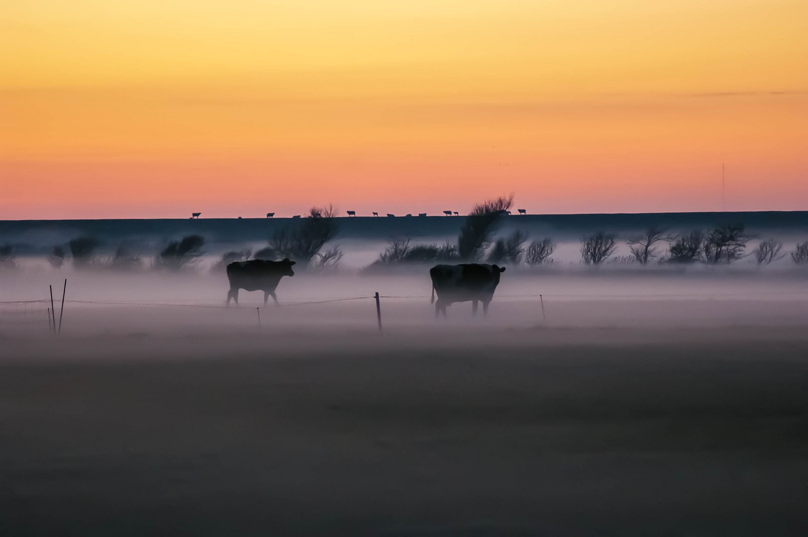 Kühe im Nebel