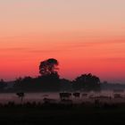 Kühe im Nebel