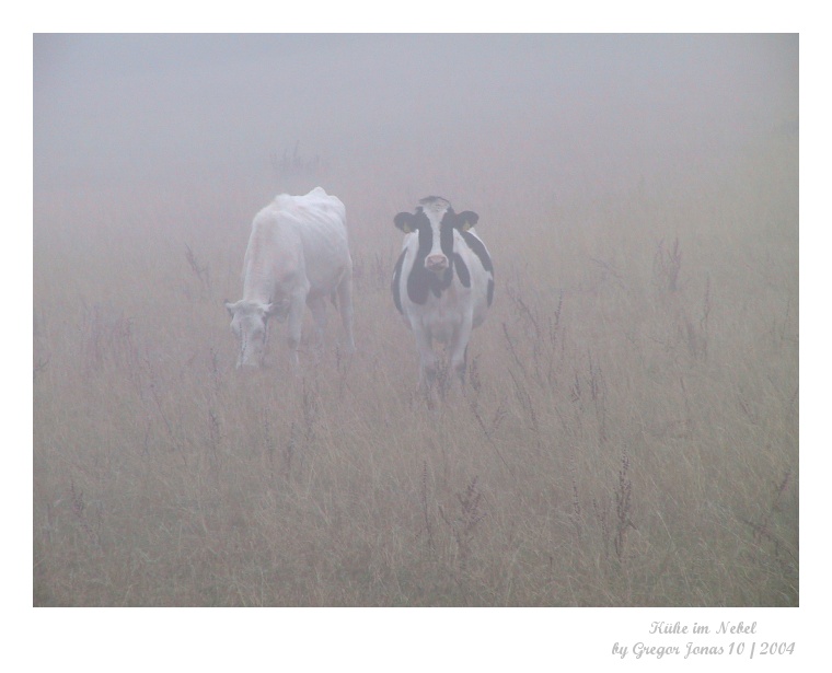 Kühe im Nebel