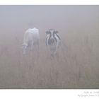 Kühe im Nebel