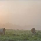 Kühe im Nebel