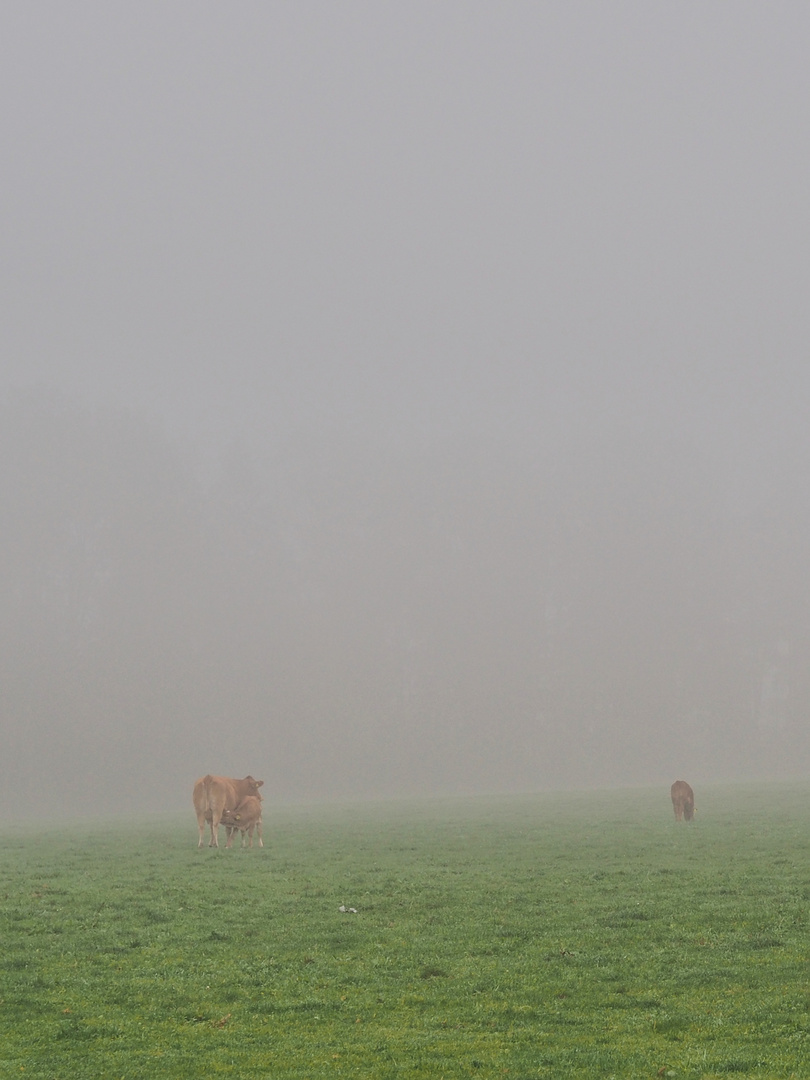 Kühe im Nebel