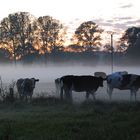 Kühe im Nebel am Niederrhein