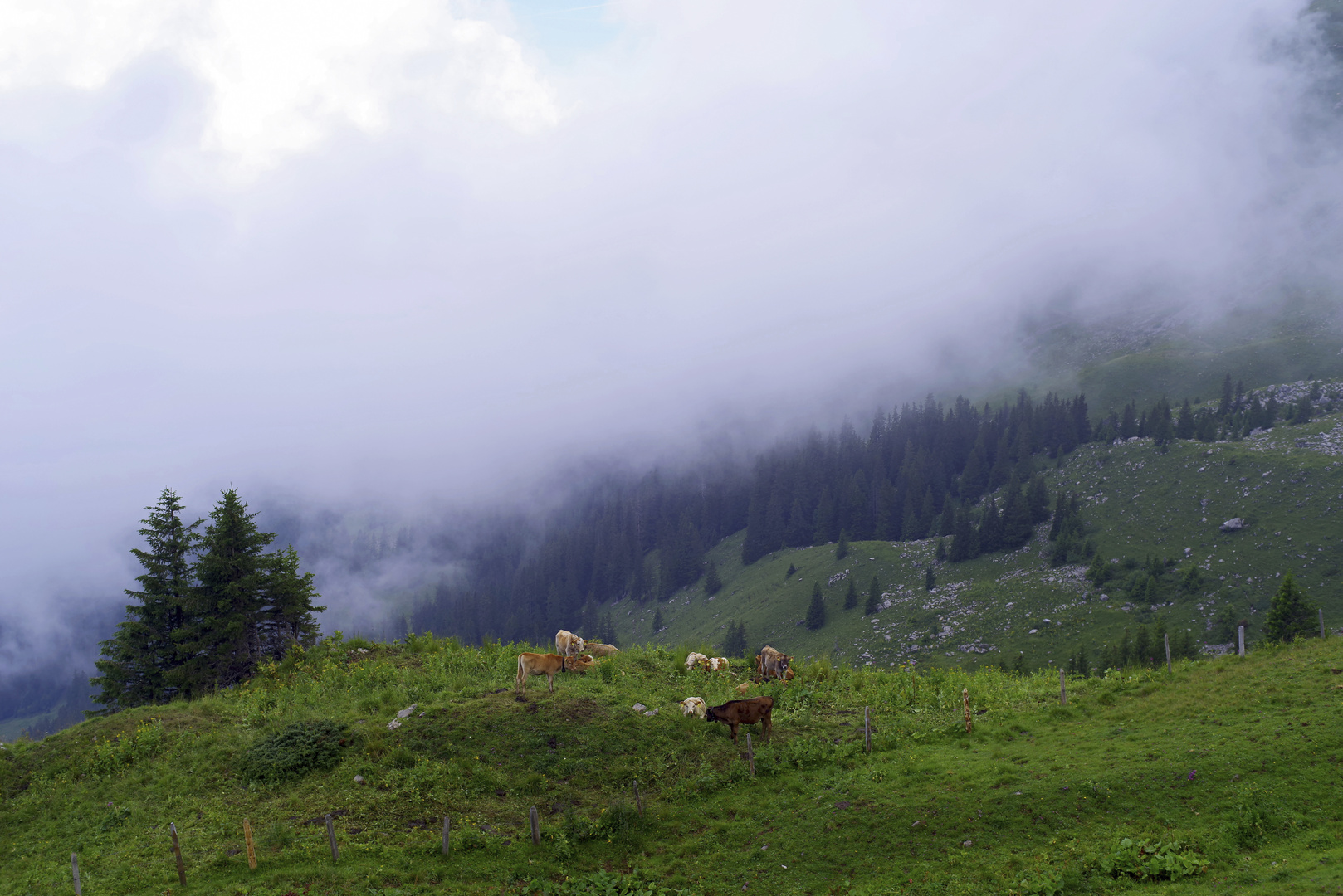 Kühe im Nebel