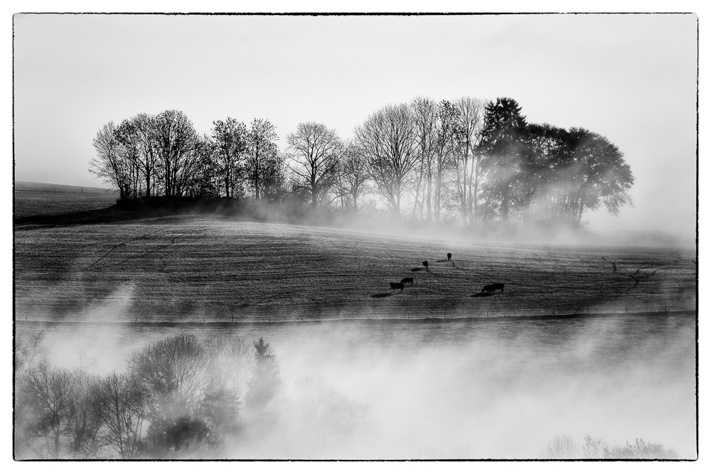 Kühe im Nebel