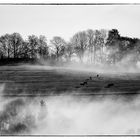 Kühe im Nebel