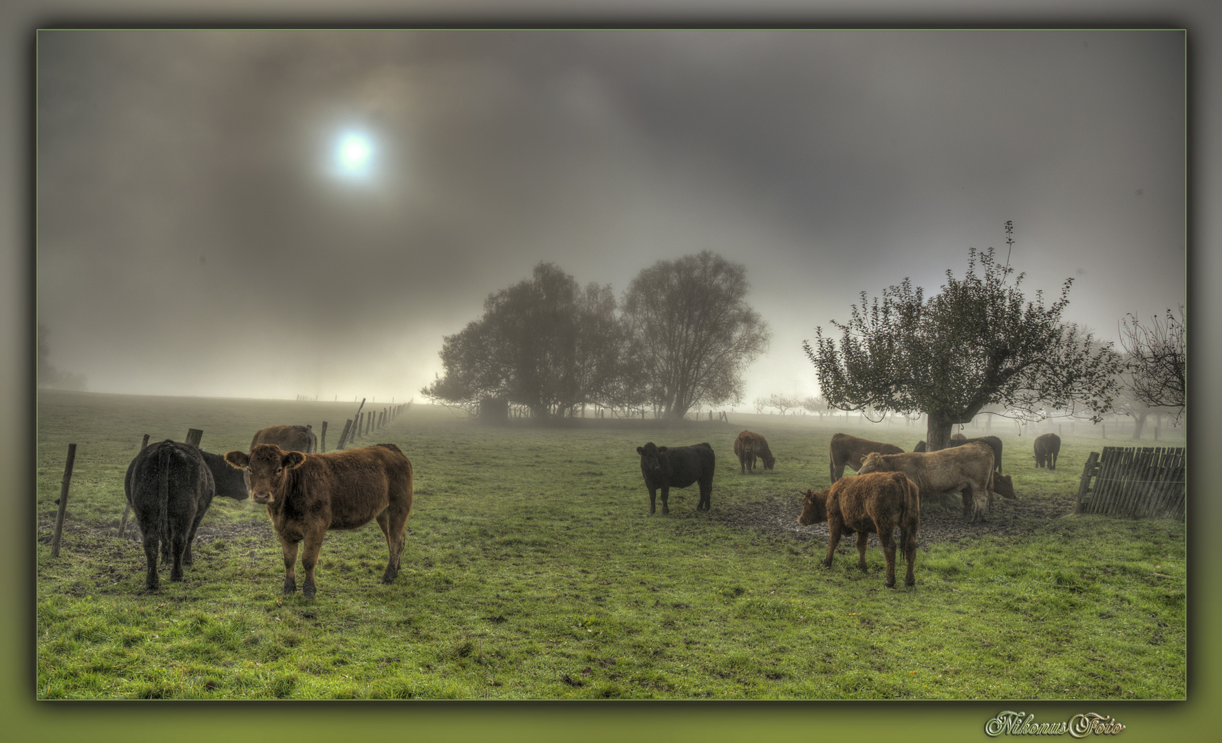 Kühe im Nebel