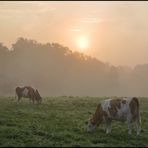 Kühe im Nebel