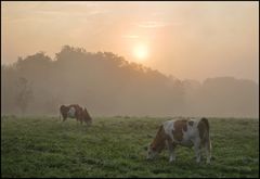 Kühe im Nebel