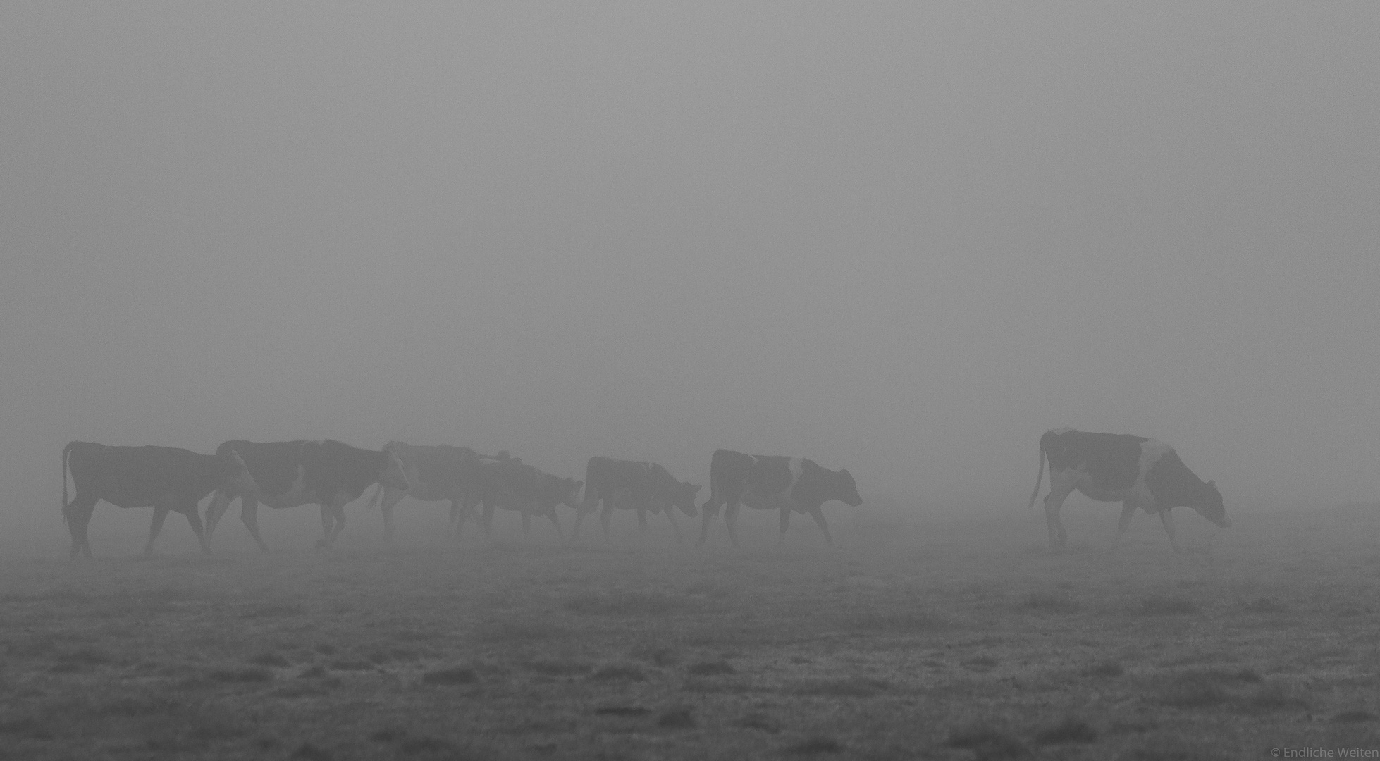 Kühe im Nebel