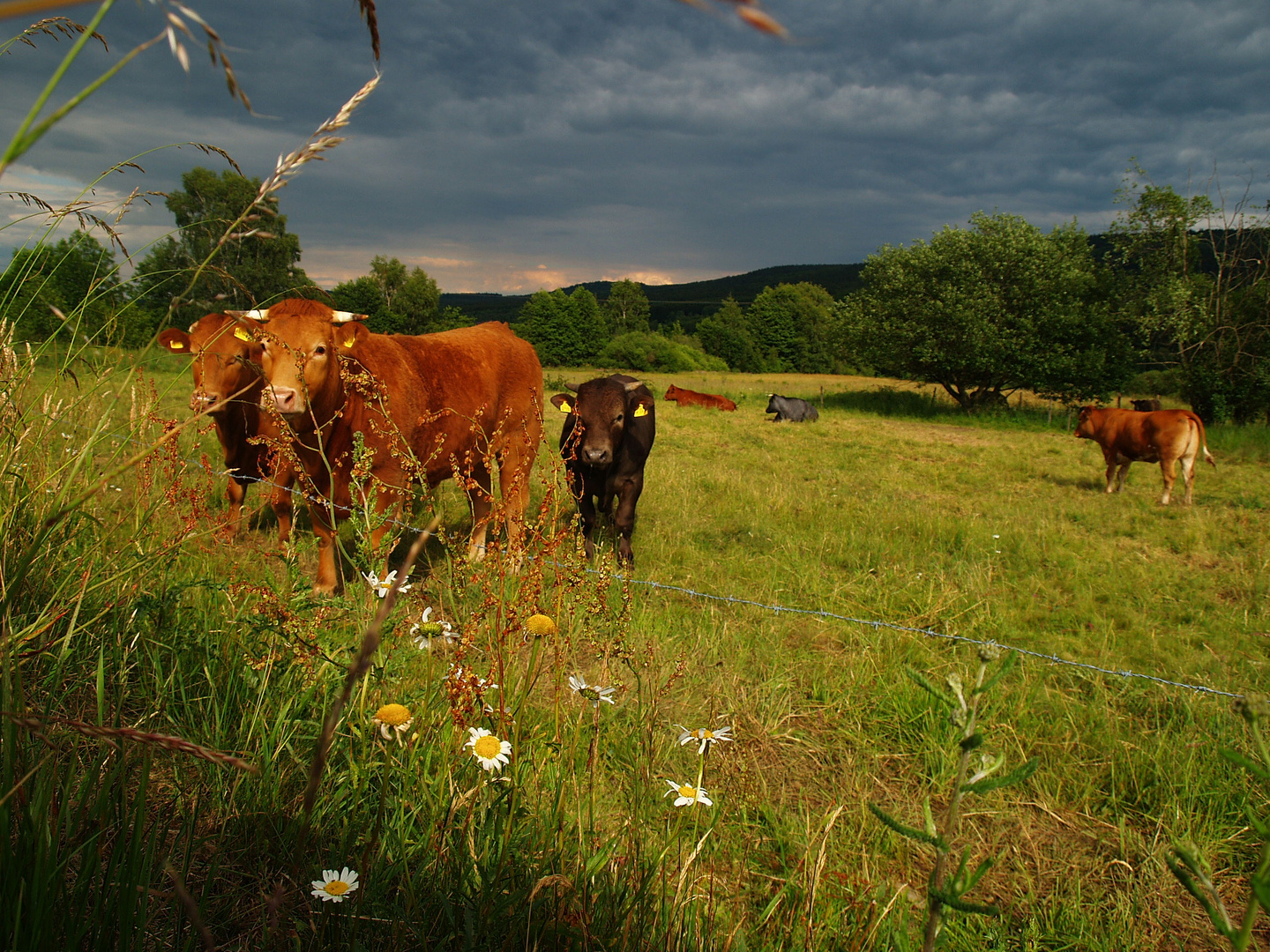 Kühe im Paradies II