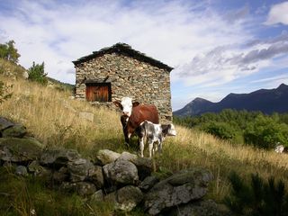 Kühe im Piemont