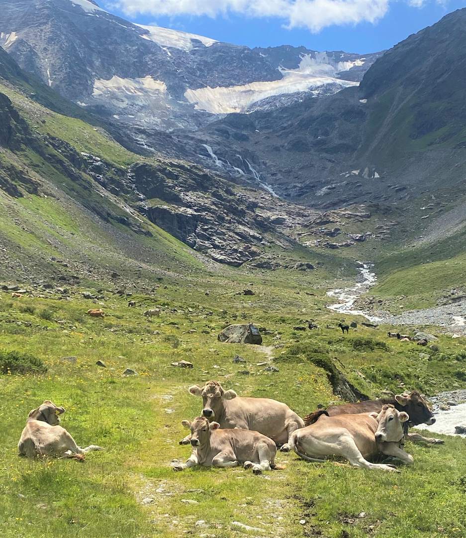 Kühe im Pitztal